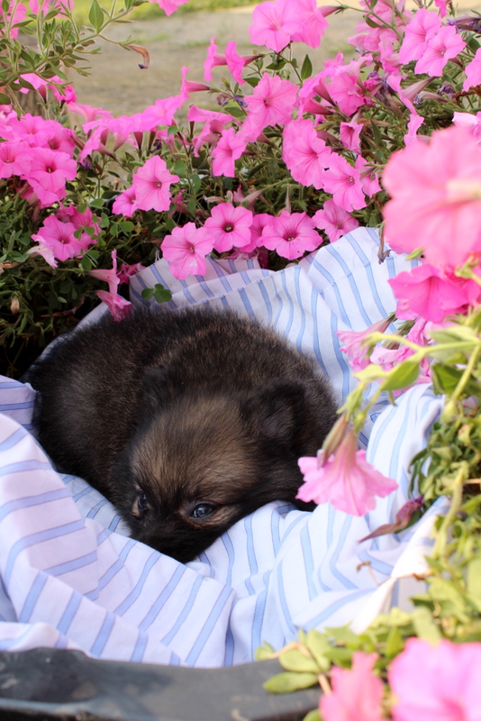 puppy, for, sale, Pomeranian, Matthew B. Stoltzfus, dog, breeder, Gap, PA, dog-breeder, puppy-for-sale, forsale, nearby, find, puppyfind, locator, puppylocator, aca